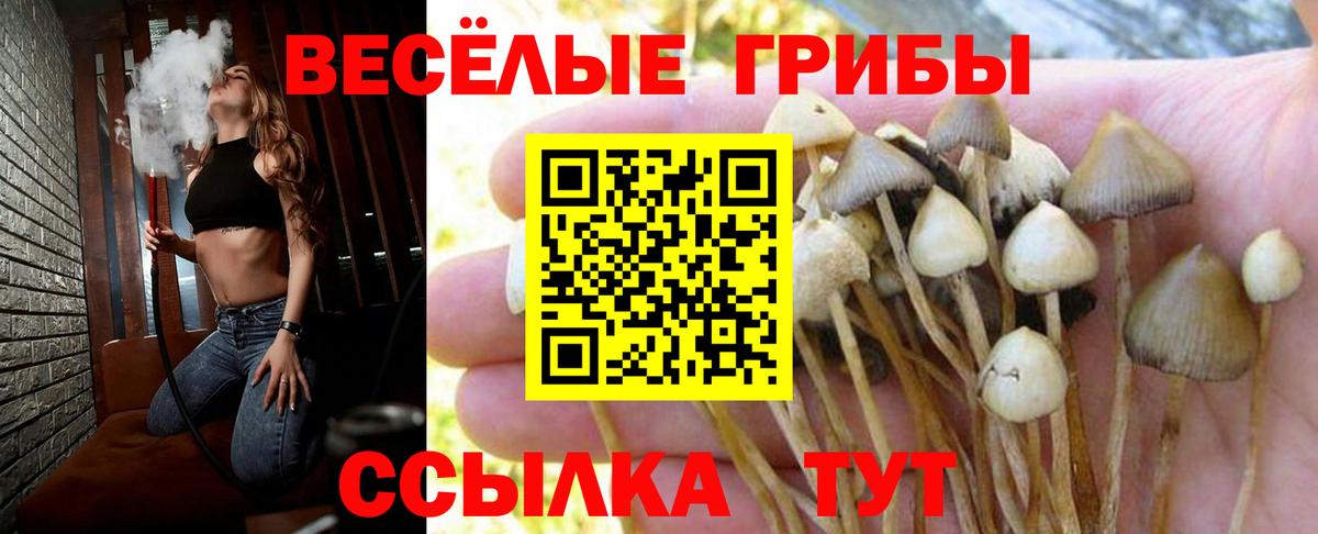 Псилоцибиновые грибы Psilocybine cubensis Зерноград